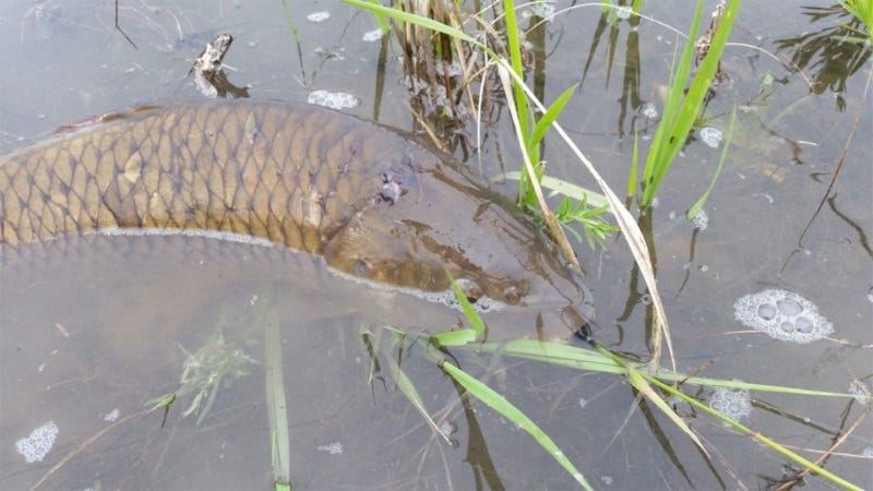fly fishing morony dam on the missouri river (1)