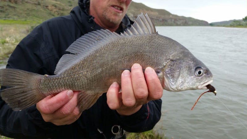 fly fishing morony dam on the missouri river (3)