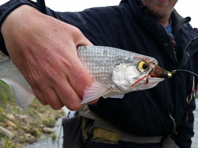 Land of the Lost: Fly Fishing the Lower Missouri River Near Morony Dam