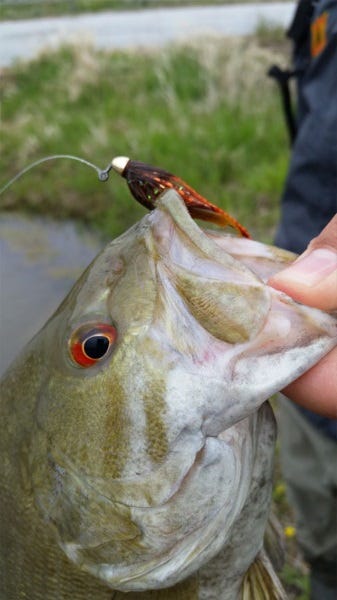 fly fishing morony dam on the missouri river (7)