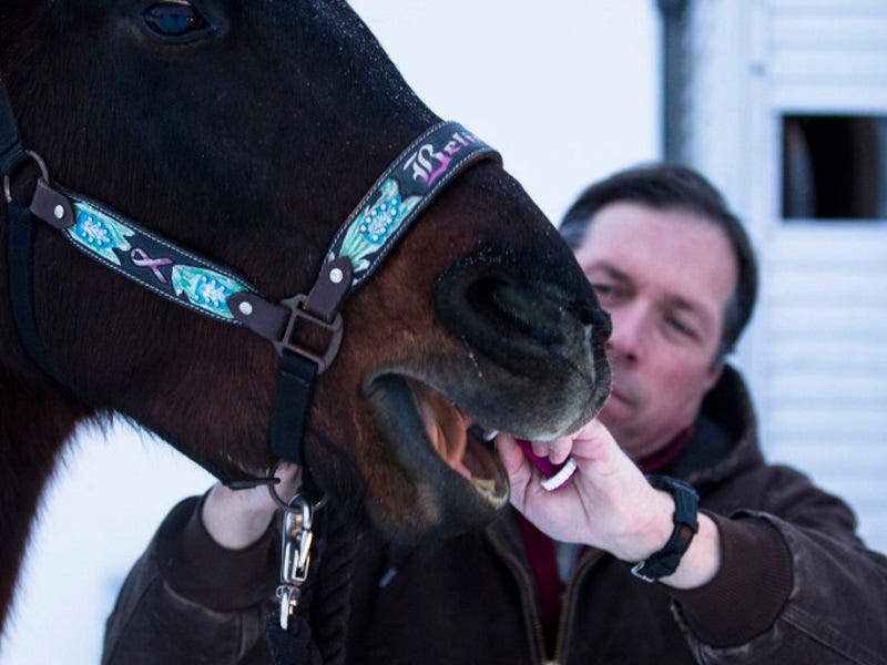 A Complete Guide to Deworming a Horse