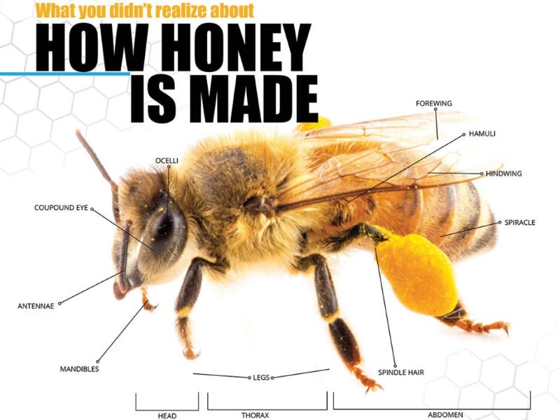 What Is Honey?