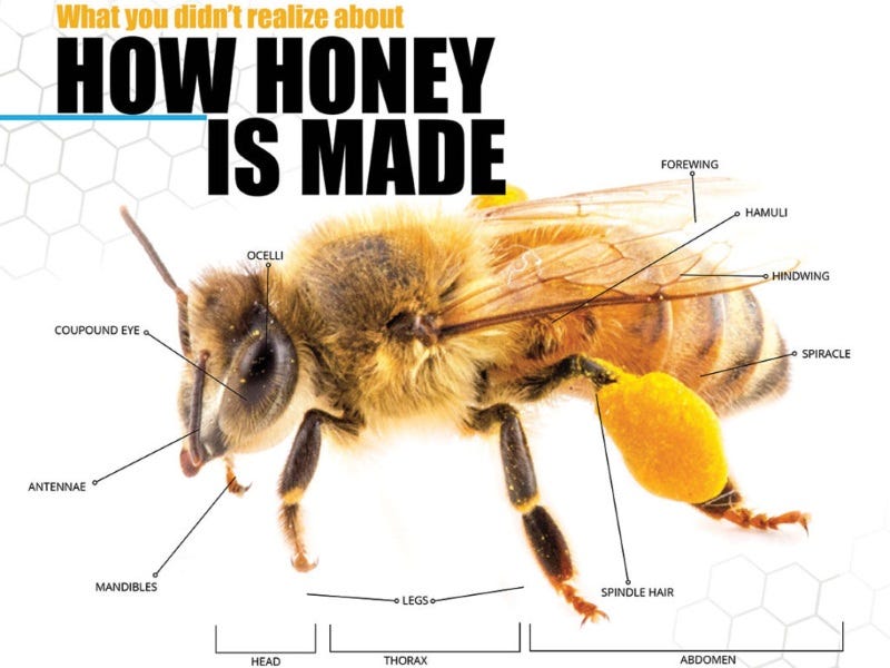How Honey Is Made