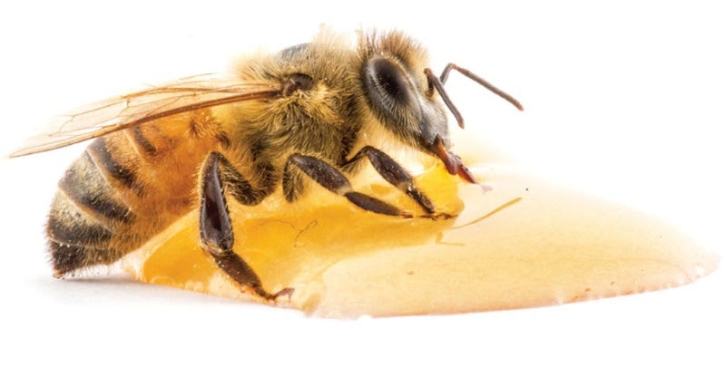 how-honey-is-made-3