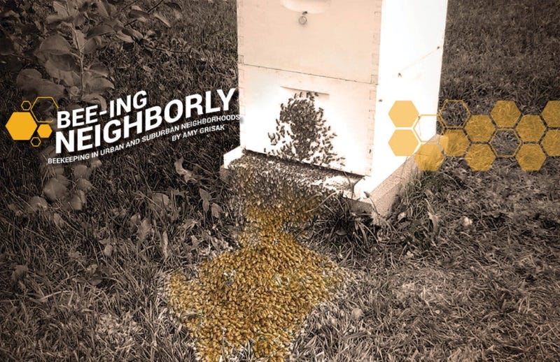 keeping-bees-in-the-city-2