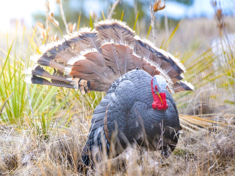 Tips & Tricks for Using Mouth Calls for Hunting Elk
