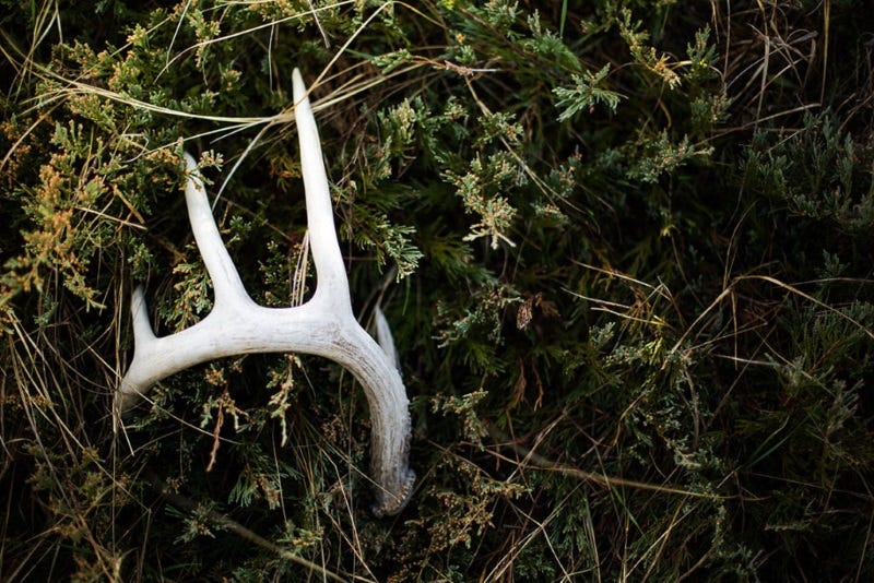 shed-hunting-how-to-4