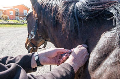 What Shots does your Horse Need? A Yearly Vaccine Schedule