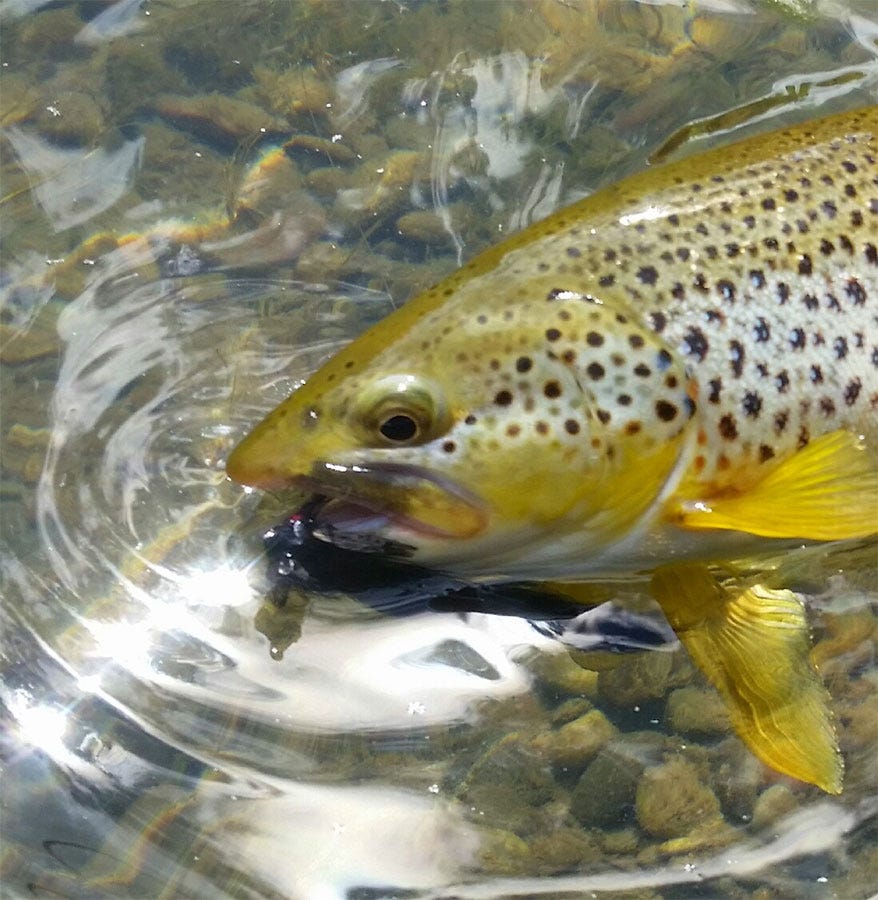 streamerbrown