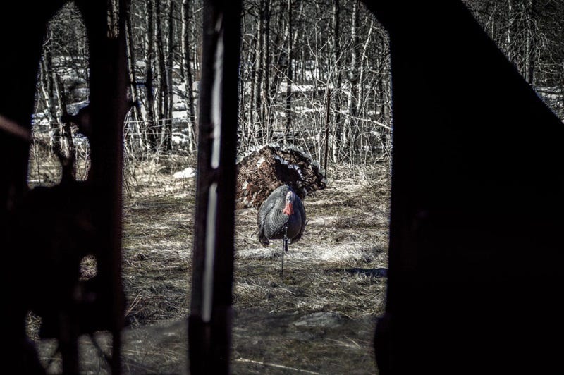 tips & keys to killing turkeys (2)