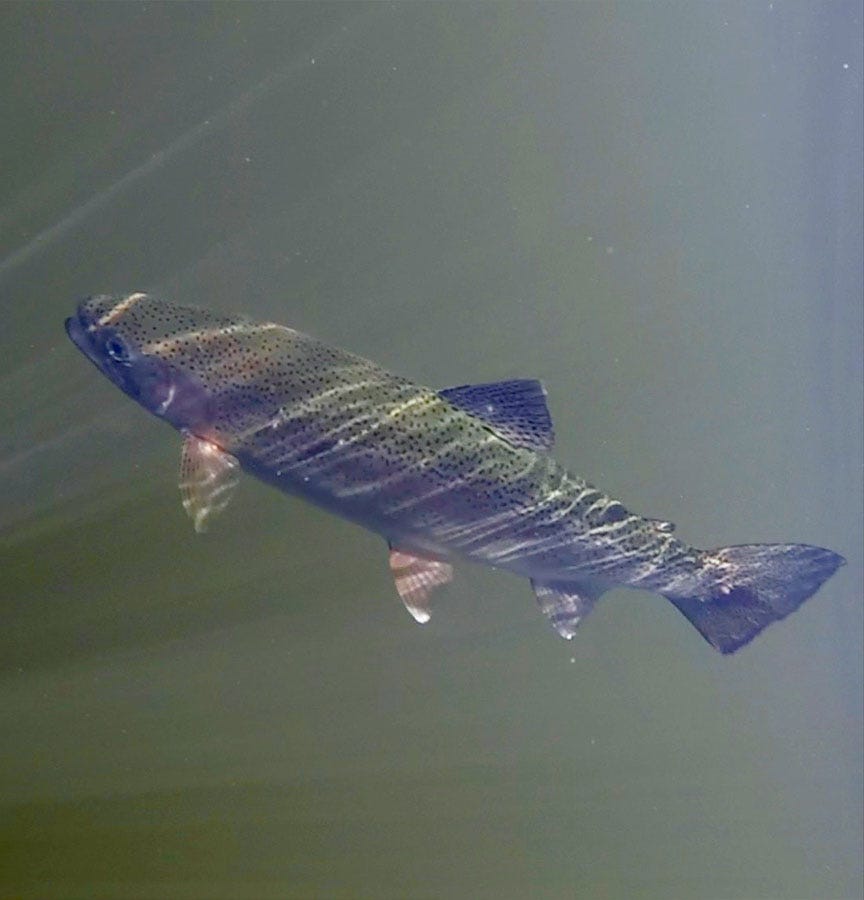 trout-pic-(1)