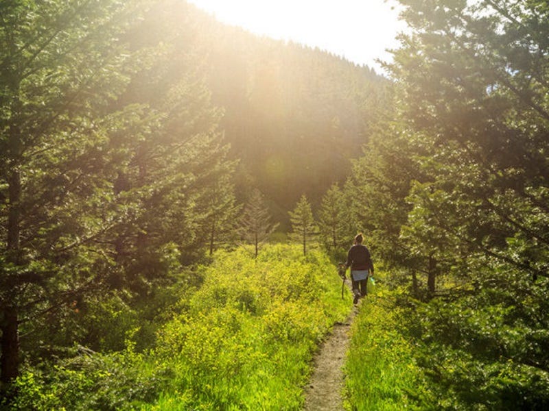 3 Steps to Prevent Ticks on your Dogs in the Northwest