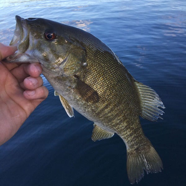 How to Fly Fish for Smallmouth Bass in Lake Pend O'reille (2)