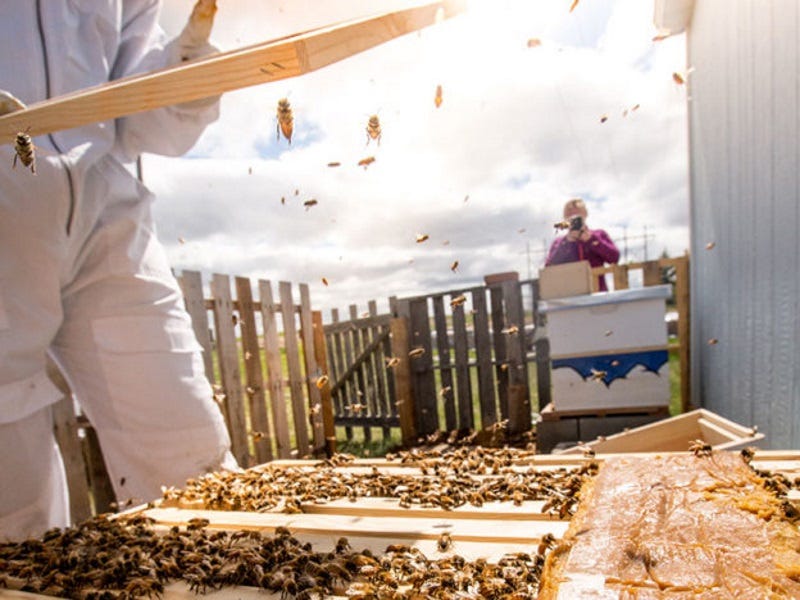 The Science of Bees: How they Communicate & Influence Biotechnology