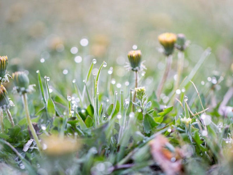 Killing Weeds: Best Practices for Applying Weed Killer