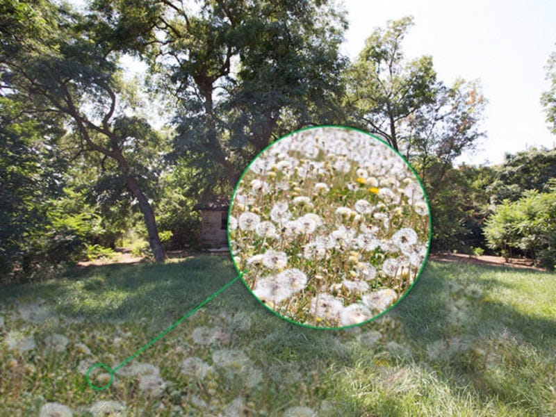Why You Need to Know Your Weeds