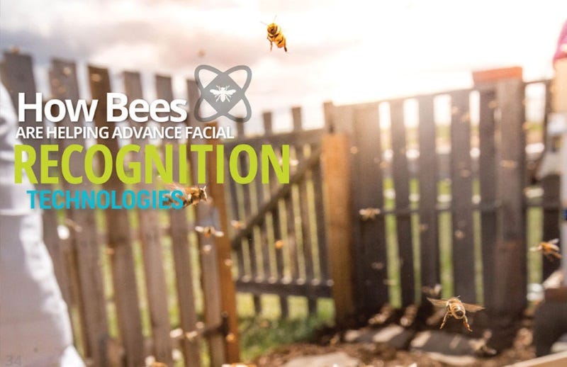 science-of-bees