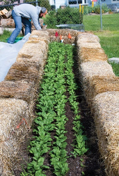 start-a-straw-bale-garden-1