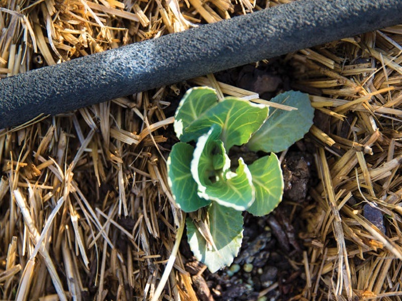 No Dirt, No Problem: Straw bale Gardening