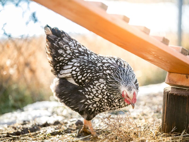 Must Haves for Raising Backyard Chickens