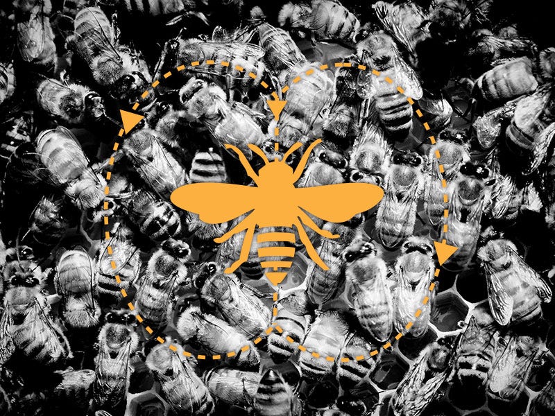 Waggle Dance & Bee Communication