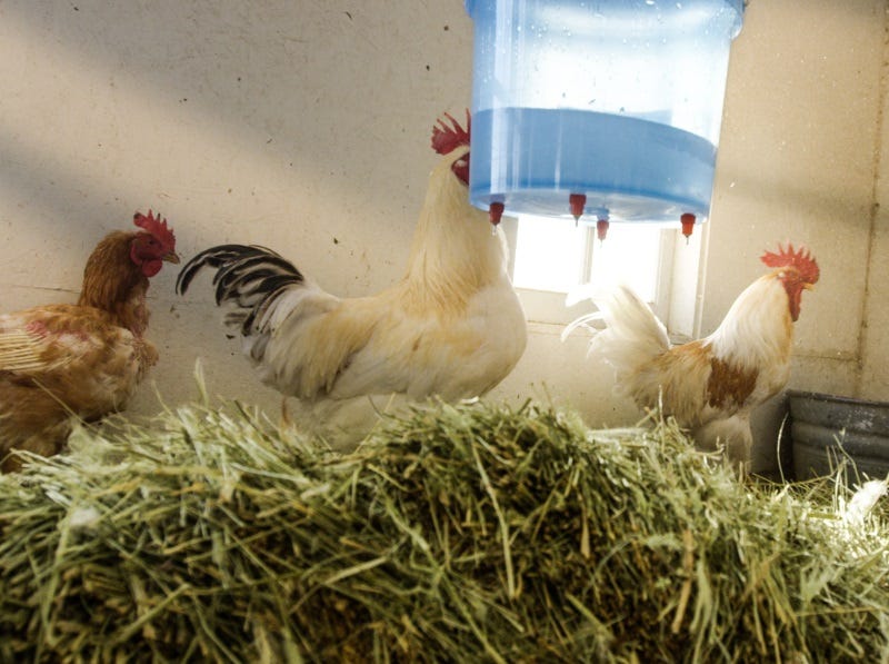 best-chicken-coops-in-america