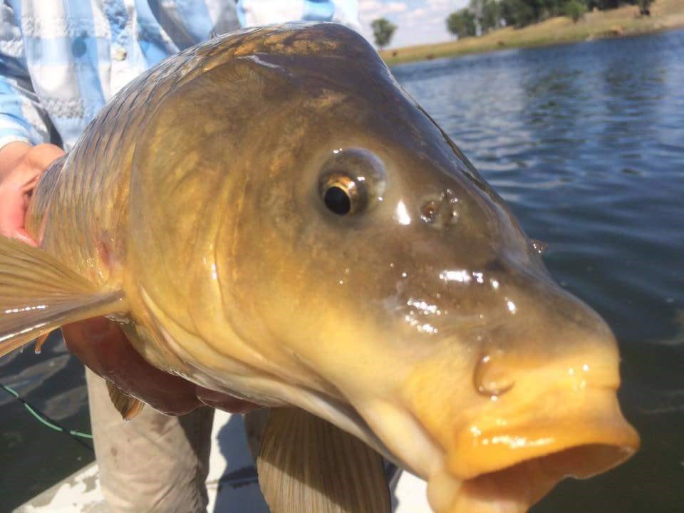 carp