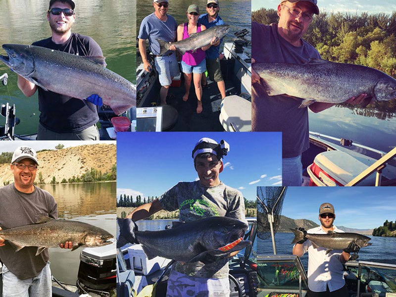 Chinook: How to Increase Your Catch Rate