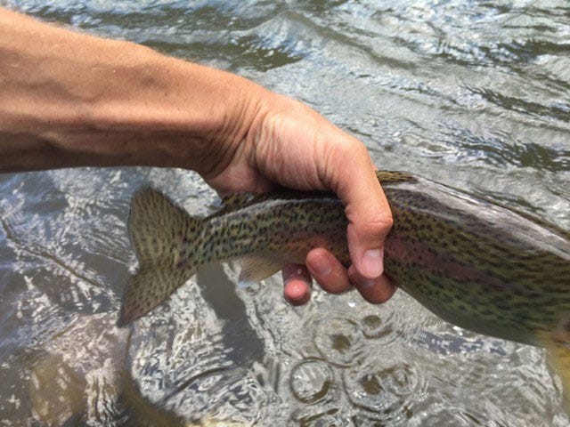 fish-photo-fail