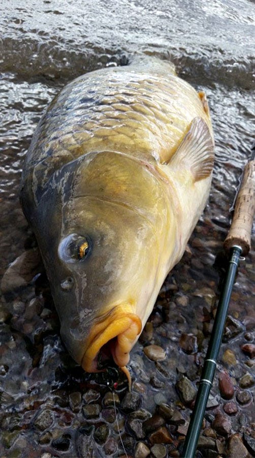 FRED-CARP