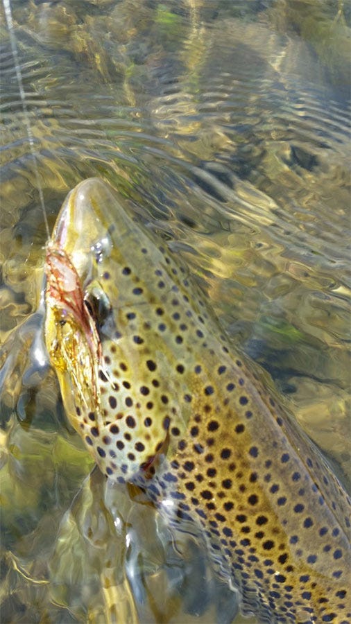 Streamer-Flash