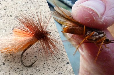 October Caddis