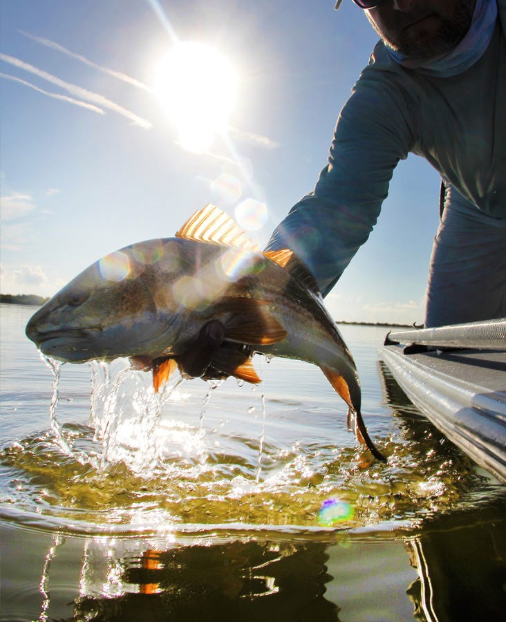 redfish4