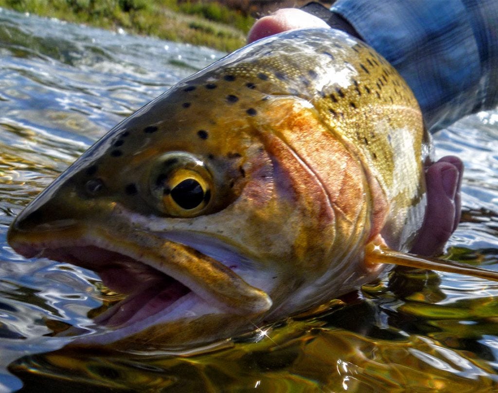 river-report-9-30-16