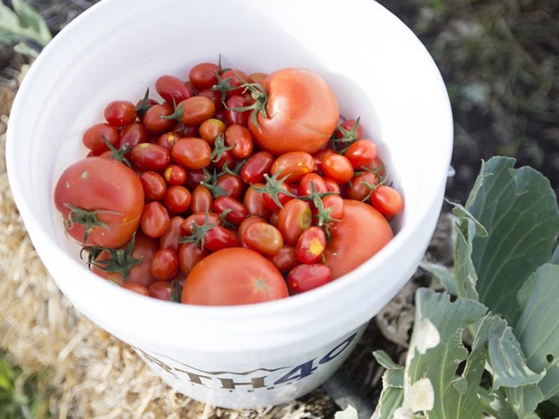 Straw bale Gardening 2.0: No Dirt, No Problem