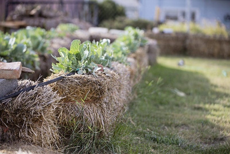 straw-bale-gardening-2