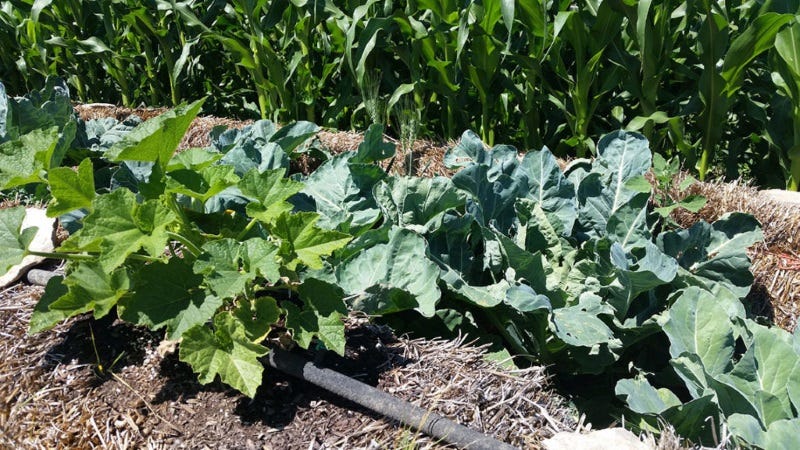 straw-bale-gardening-3