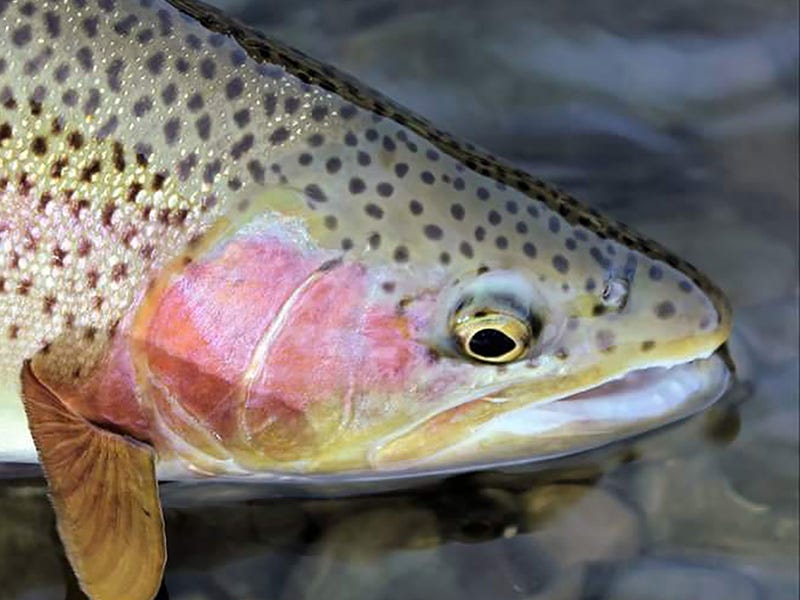 Missouri River Report 1.13.16