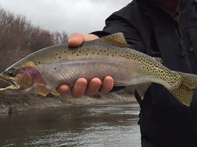 Spokane River Report 12.14.15
