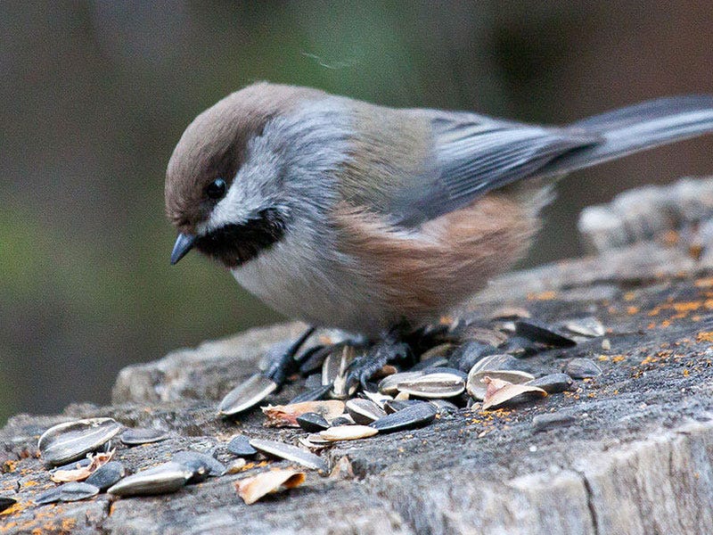 What Bird is That? Chickadee Check-Off