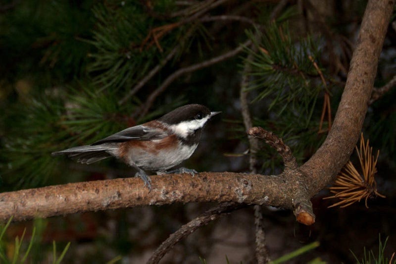 chestnut-backed-chickadee-900x600