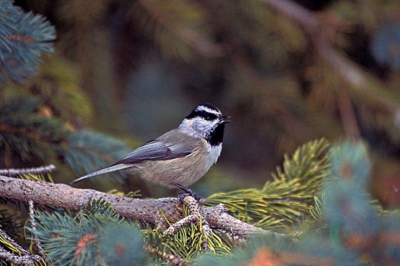 mountain-chickadee-901x600