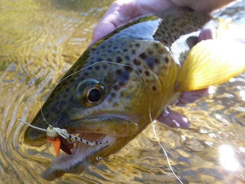A Complete Guide to August Dry Fly Fishing on the Missouri River