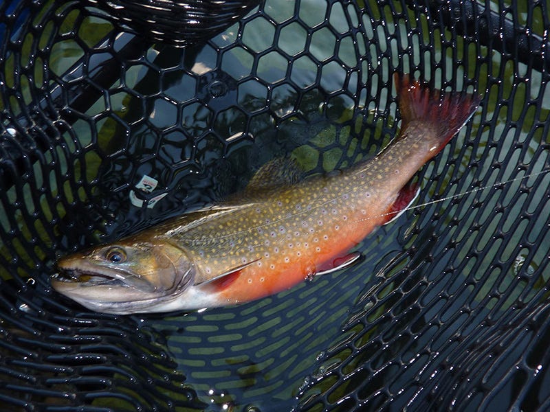 Blue Lake Report 10.26.2016