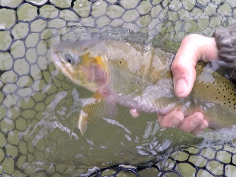 Clark Fork River Report 2.29.16