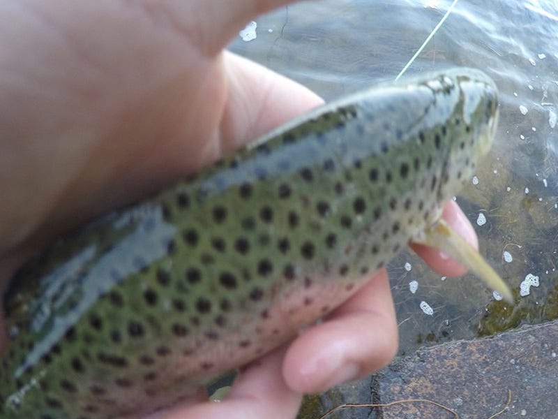 Clark Fork River Report 4.27.16