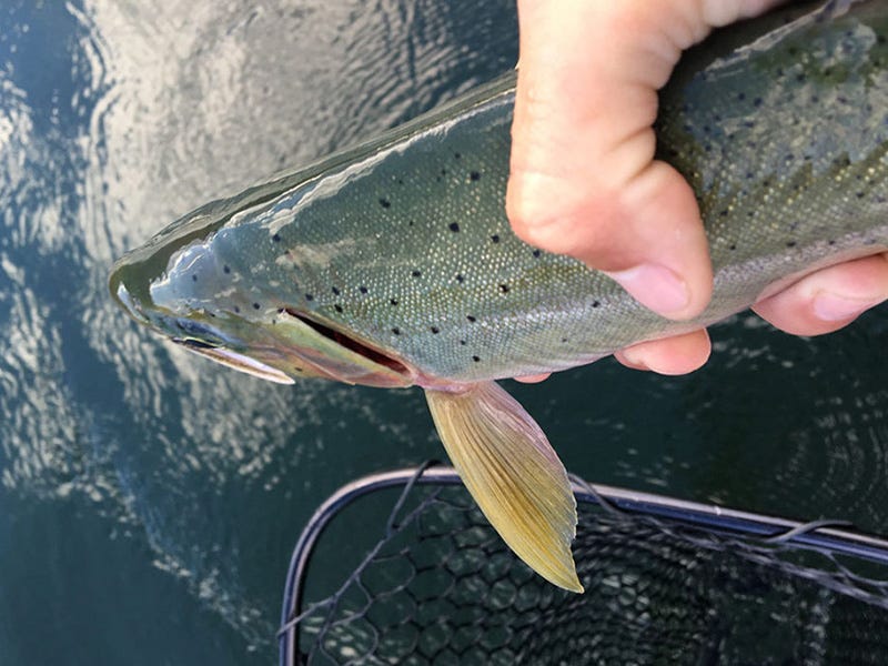 Clark Fork River Report 6.21.16