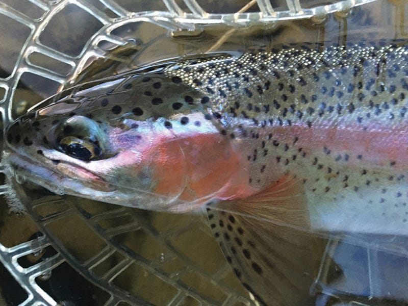Clark Fork River Report 8.12.16