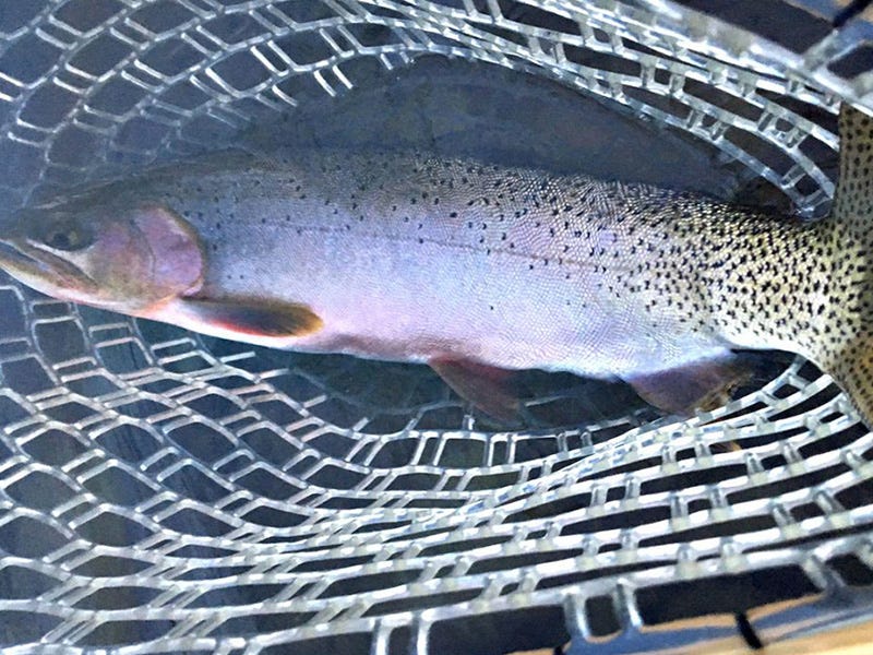 Clark Fork River Report 9.6.16