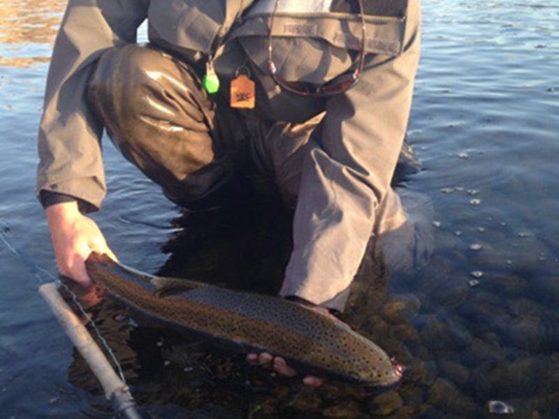 Clearwater-Snake-Grande Ronde: Steelhead Report